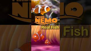 The Real Fish From Finding Nemo [upl. by Herwig]