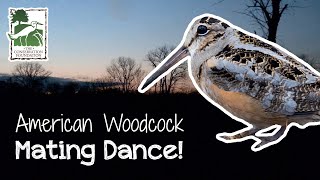 The Dance of the American Woodcock  VLOG [upl. by Lashoh949]