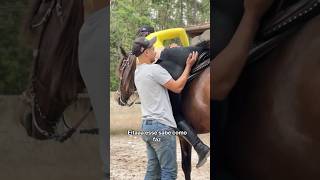 Ele sabe cavalos piadas memesvaqueiros humormemes humor agro shortsyoutube agrobr [upl. by Schacker]