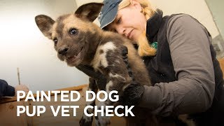 Painted dog pups have their first checkup [upl. by Starks]