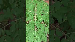 Moringa oleifera is a fast growing drought resistant tree of the family Moringacea [upl. by Eiramik]