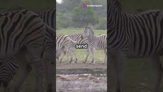 Wild African Zebras Natures Striped shorts animals [upl. by Syst]