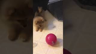 cute pomeranian puppy barking Sounds [upl. by Natsyrk]