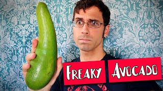 Long Neck Avocado Review and how to use green skinned avocados  Weird Fruit Explorer [upl. by Nickelsen82]