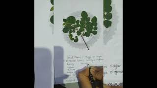 How to make a herbarium filepractical work [upl. by Nahamas]