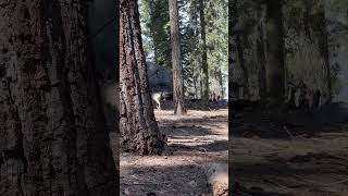 MASSIVE mule deer crosses our path at Sequoia nationalpark wildlife americanwildlife livingwild [upl. by Artaed]