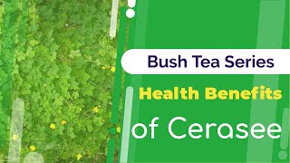 Benefits of Cerasee  Bush Tea Benefits  Jamaican Things [upl. by Grier979]