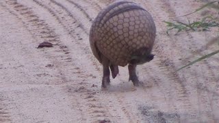 Tatu virando bola Armadillo rolls into a ball  In the wild Brazil [upl. by Adnuhs467]