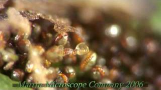 Fern Spores under a microscope [upl. by Tolecnal735]