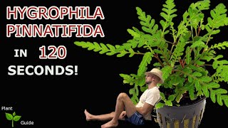 Hygrophila Pinnatifida explained in 120 seconds Aquarium Plant Guide [upl. by Iruam273]