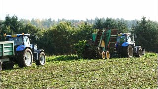 Harvesting Fodder Beet with New Holland and Another NH on the Trailer [upl. by Reece]