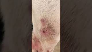 Dermatitis atopica en perros Vet drpet [upl. by Landahl]