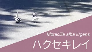 ハクセキレイ Motacilla alba lugens [upl. by Paola]