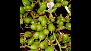 135 How to seedling cardamom from seed by sadhnas terrace garden [upl. by Lesak31]