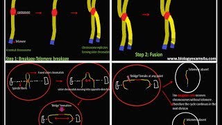 Breakage Fusion Bridge cycle or BFB cycleExplanation [upl. by Vedis]