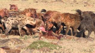 Hyenas Eat a Young Wildebeest in Minutes [upl. by Jezabella]