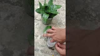 Snake Plant Propagation by Leaf Cuttingsshots [upl. by Disario634]