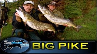 BIG PIKE FISHING with DEADBAITS  TAFishing Show [upl. by Pasadis673]