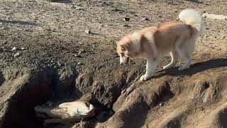 AKITA INU and SHIBA INU 秋田犬と柴犬 [upl. by Carrew]