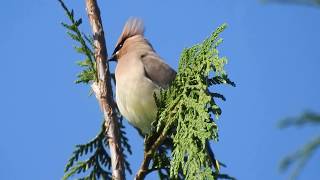 Cedar waxwings calling [upl. by Anwadal]