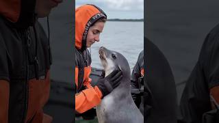 Heartwarming rescue of baby seal polarbearrescue wildlifeconservation arcticanimals [upl. by Yemaj]