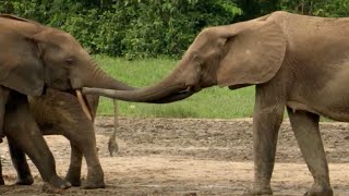 Elephant Family Reunion  Natural World Forest Elephants  BBC Earth [upl. by Amadas]