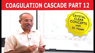 Coagulation Cascade  Part 1212 [upl. by Eecyak871]