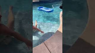 Will my HUGE Puppy learn to love the pool dog dogs cutedog funnydogs shorts [upl. by Constantine173]