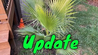 Mexican Fan Palm Washingtonia robusta July Update [upl. by Yojenitsirk725]