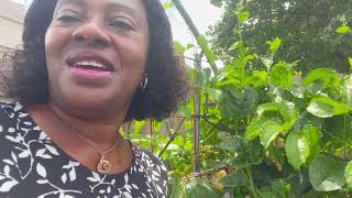 HOW TO POLLINATE UGU FLUTED PUMPKIN BY YOURSELF  Pat Okanwikpo Chimezie [upl. by Htez922]