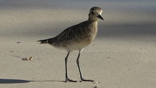 Pacific GoldenPlover Birds of Samoa [upl. by Airoled]