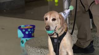 FIESTA DESPEDIDA DE UN PERRO ANTIDROGAS  AEROPUERTO EN ALERTA [upl. by Notlef]