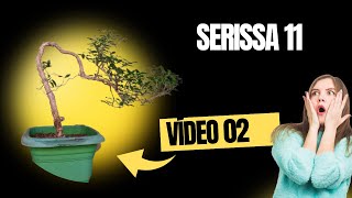 Serissa 11 vídeo 02 bonsai prebonsai [upl. by Adnohsed925]