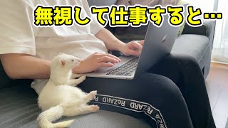 【可愛いかよ】フェレットを無視して仕事をつづけたときの反応がこちら…！ [upl. by Funch]