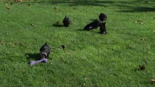 Miniature Schnauzer Puppies For Sale [upl. by Lebanna749]