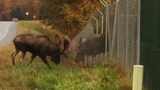 Raw Bull Moose Fighting Through Fence [upl. by Smaj]