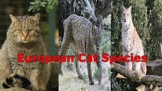 All Cat Species Europe  Species List [upl. by Noit]