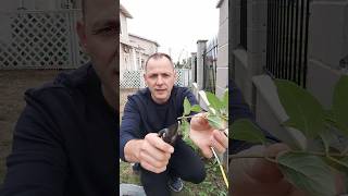 How to propagate Hydrangea plants flowers shorts [upl. by Helbon931]