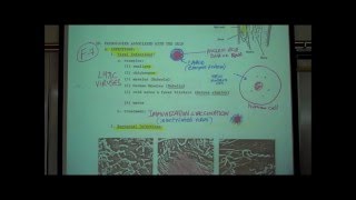 ANATOMY THE INTEGUMENT Part 2 by Professor Fink [upl. by Lehpar]