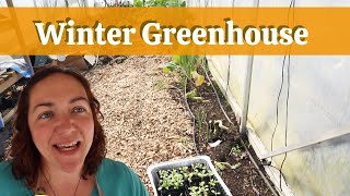 Growing vegetables in a greenhouse in winter [upl. by Epolenep]