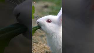 Rabbit Sounds Rabbit Eat Green Grass [upl. by Adnir]