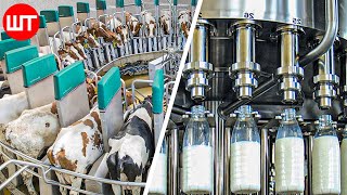 How Milk Is Made  Modern Dairy Farm Technology  Food Factory [upl. by Sabanrab]