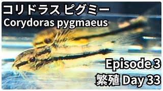 【繁殖】 コリドラス ピグミー Corydoras pygmaeus EP3 Day 33 飼育 水槽 アクアリウム aquarium [upl. by Ecnar]