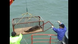 海に帰るアザラシたち  オホーツクとっかりセンター（2006）Wild reversion of protected seals [upl. by Wilmer]