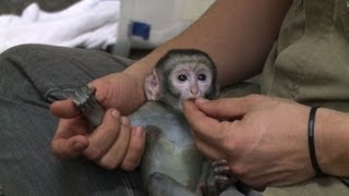 Un bébé singe vert du zoo de Rio retrouve la santé [upl. by Hsirap738]