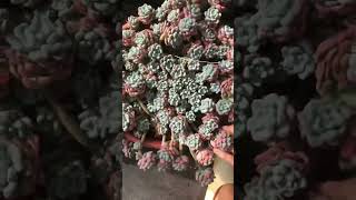 Sedum Dasyphyllum succulent plants garden shots cactus [upl. by Bronwen]