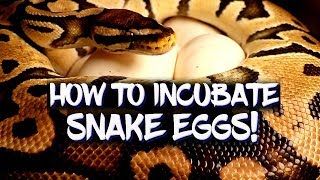 How to incubate ball python eggs [upl. by Jurdi]