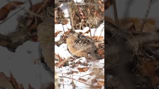 American Woodcock dance [upl. by Arsi]