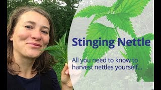 How to Harvest Stinging Nettle Urtica Dioica To make nettle tea nettle soup or nettle pesto [upl. by Asher]