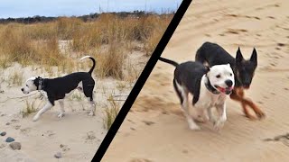 Rescue Pitbull Off Leash For The First Time [upl. by Odnalo735]